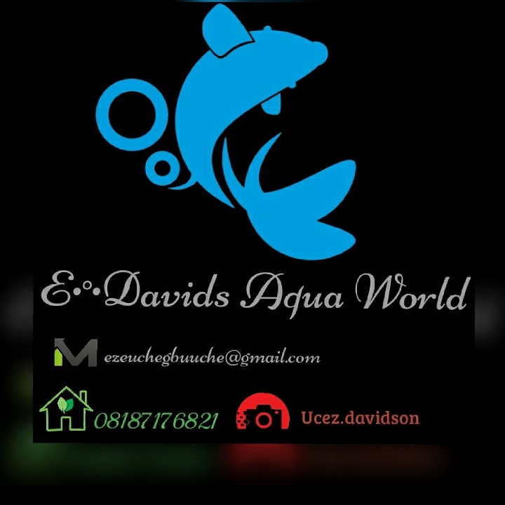 Edavids Aquaworld
