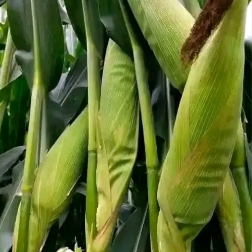Farming  Platform