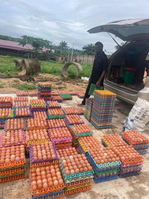 etpluse fresh egg