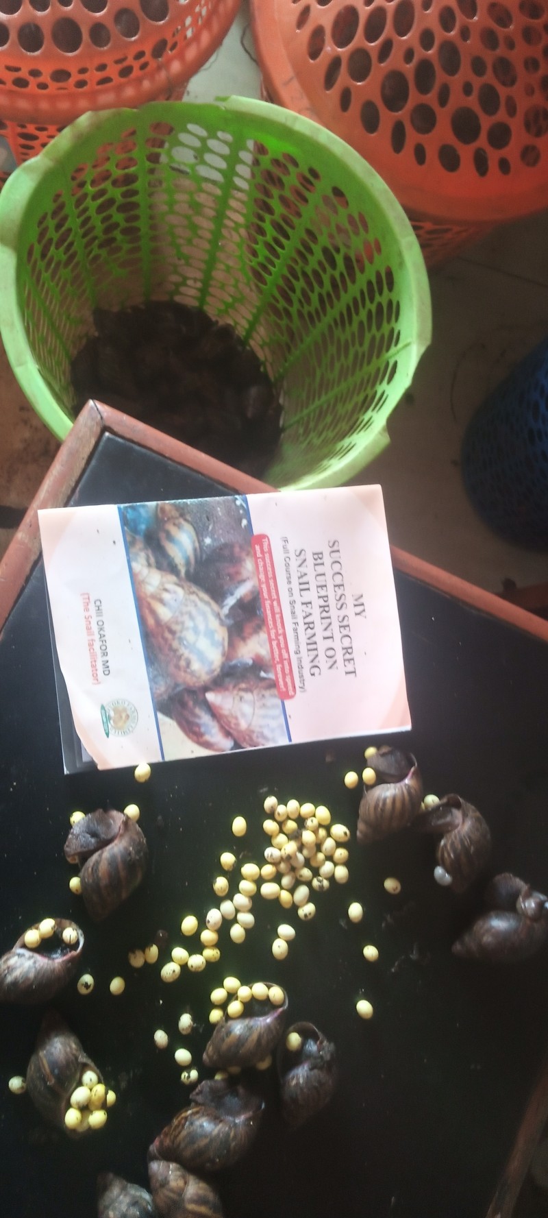 SUCCESS SECRET BLUE PRINT IN SNAIL FARMING