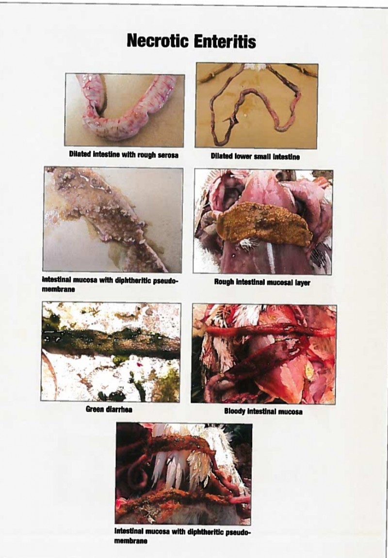 UNDERSTAND VARIOUS DEADLY AND COMMON DISEASES OF POULTRY BIRDS. CLICK ON THE ORDER BUTTON NOW TO PAY N1,500 ONLY