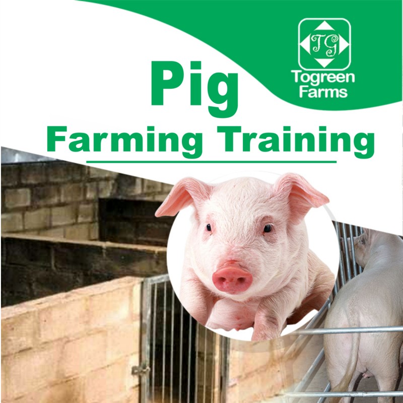 PIG FARMING TRAINING