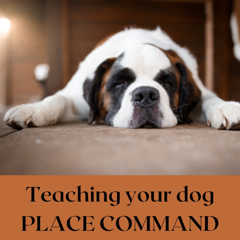 What Is The Place Command For Dogs