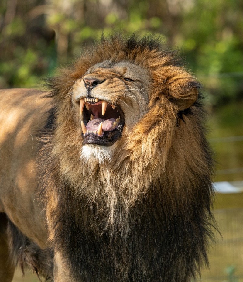 The Way of the Lion : An epic tale of blood, lust, and loss.