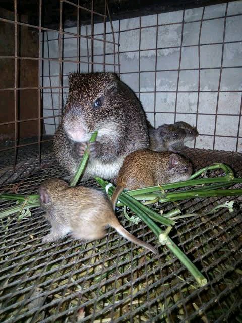 100% FREE TRAINING ON GRASSCUTTER/SNAIL FARMING