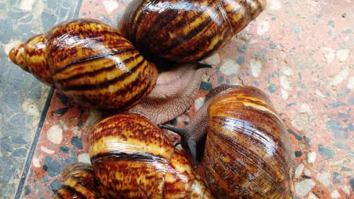 100% FREE TRAINING ON GRASSCUTTER/SNAIL FARMING