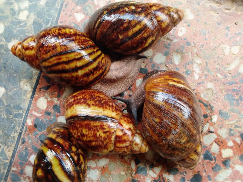 100% QUALITY FREE TRAINING ON GRASSCUTTER/SNAIL FARMING
