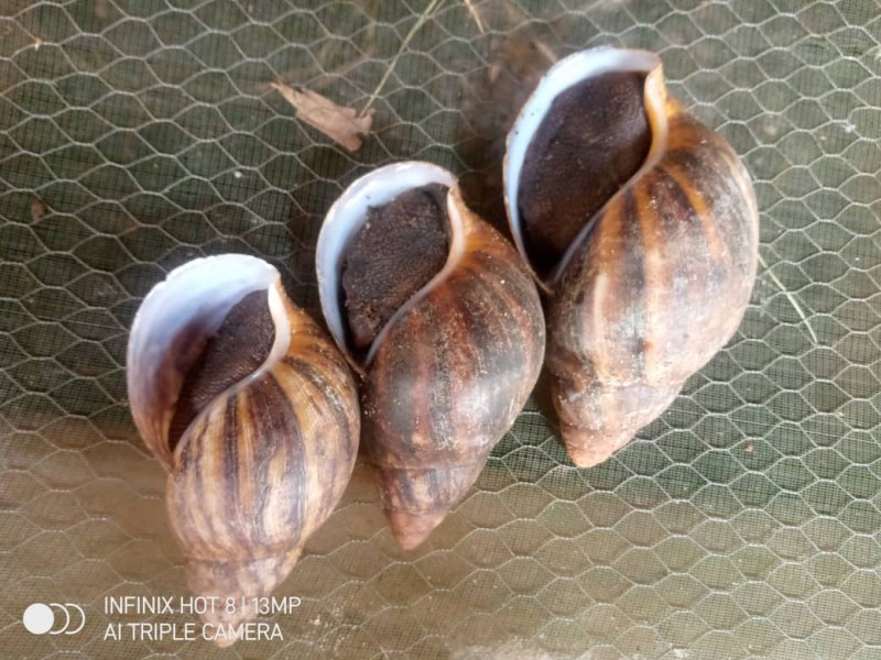 90% free training on Grasscutter/Snail Farming