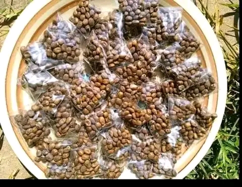 Miracle seed for weight loss