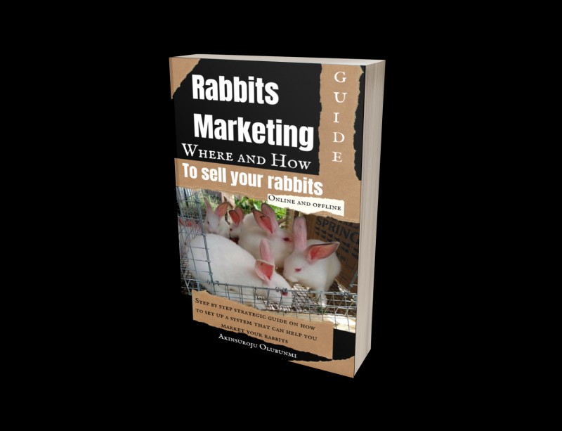 Rabbit Advertising and Marketing Strategies that works