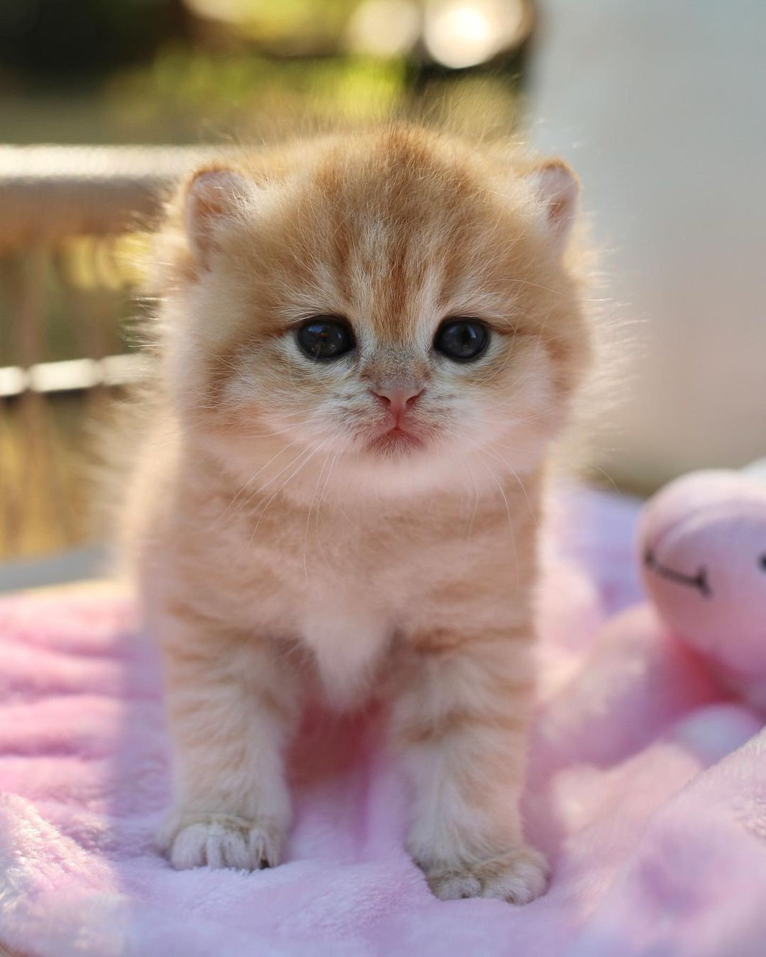 Buy Molly by James Rudolf on Selar