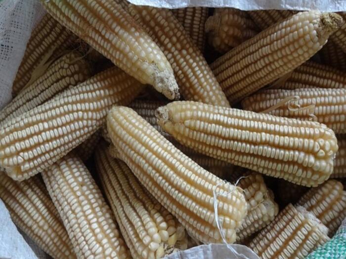 Ife maize hybrid- 6 per kg