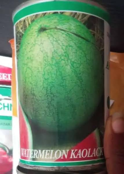 Kaolack Watermelon- Opv seeds 100g