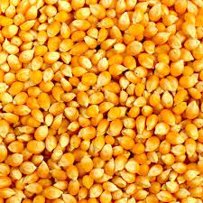 Maize SAMMAZ 50 HYBRID seeds