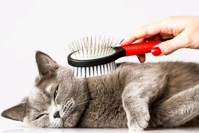 buy-caring-for-your-cat-by-global-digital-learning-on-selar