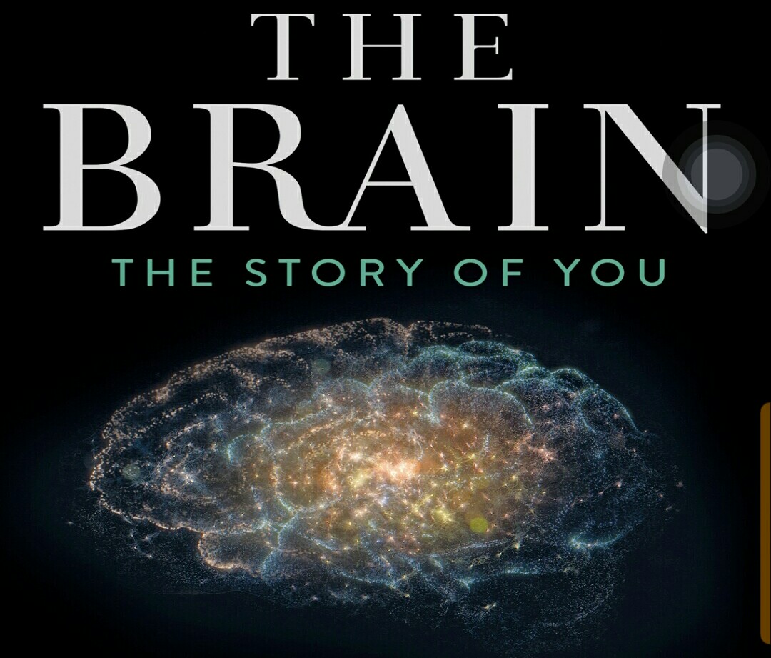 The Brain - The story of you