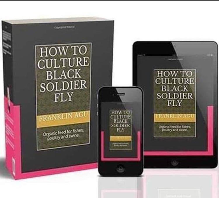 How To Culture Black Soldier Fly Larva/maggots