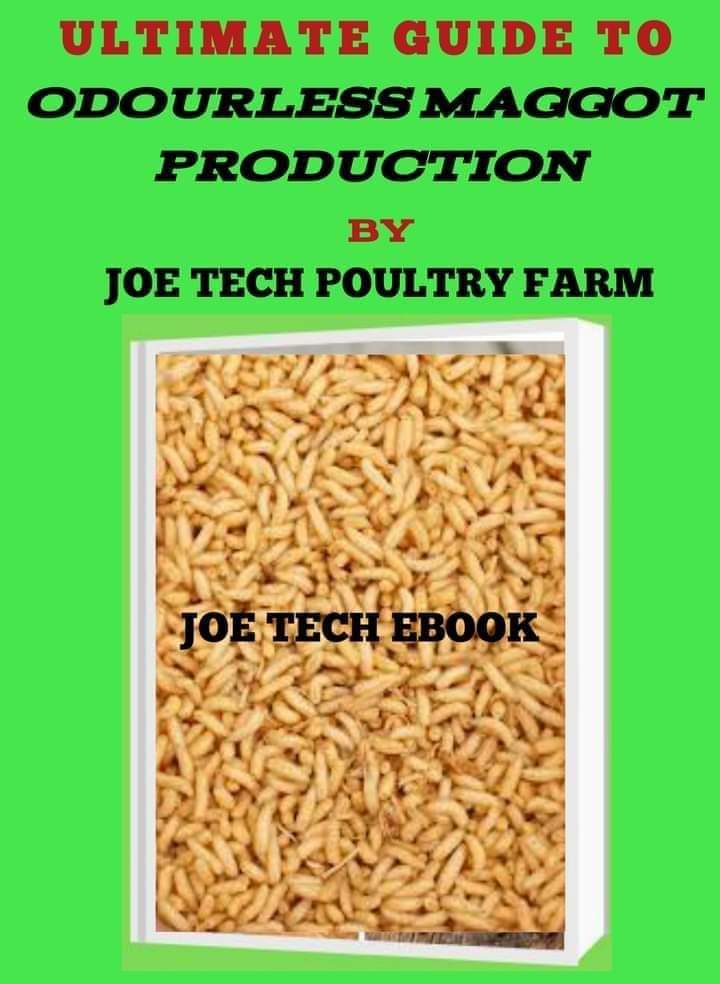 ULTIMATE GUIDE TO ODOURLESS MAGGOT PRODUCTION