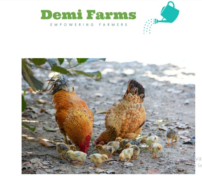 Chicken Farming Guide