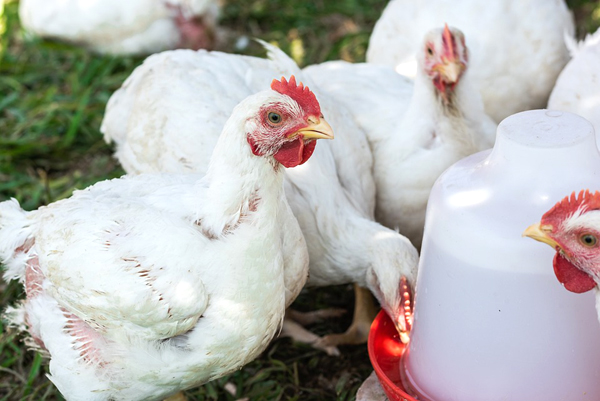 RAISING BROILERS LIKE A PRO (THE TWO PROFIT MODELS)