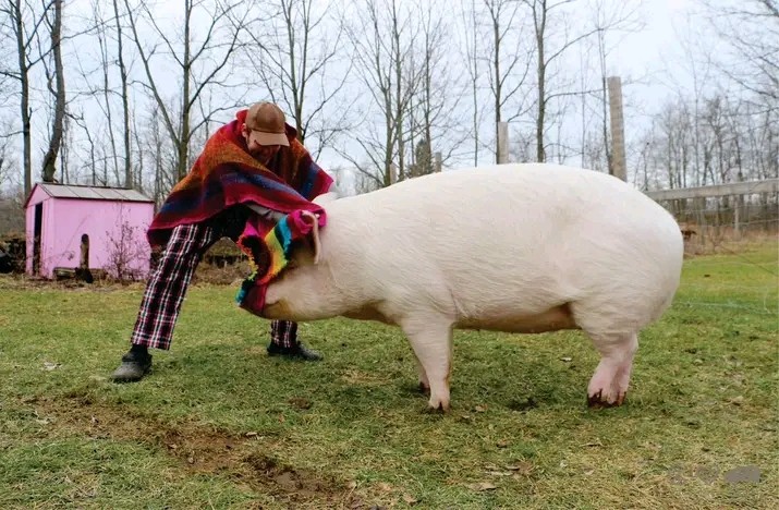 Pig farming Business Guide