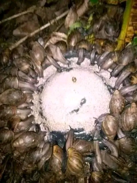 Snail farming business
