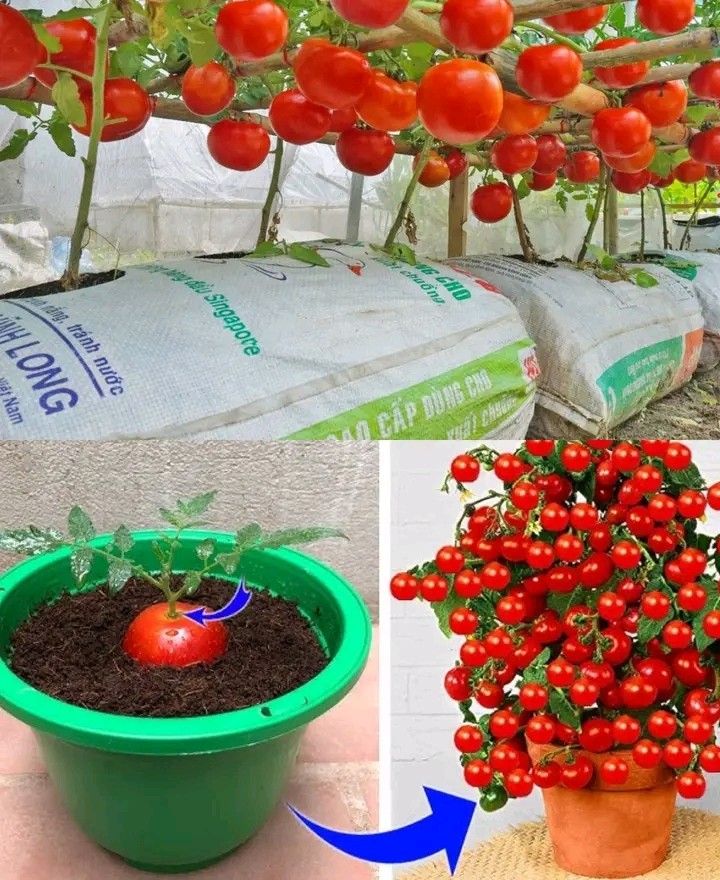 Tomato Farm Business