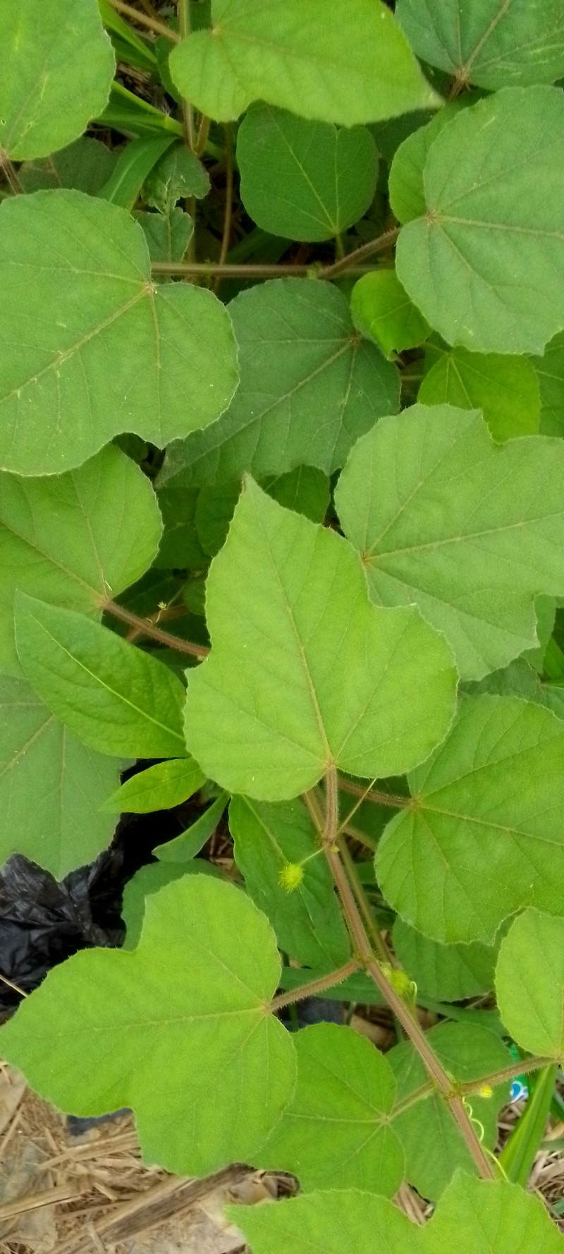 Traditional Uses of Abutilon theophrasti leave to Treat different sickness