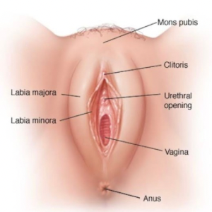 Care of the Vagina