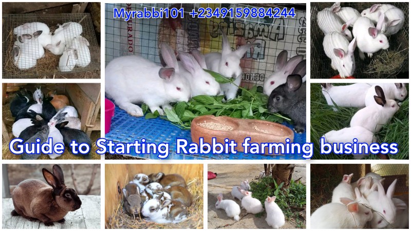 MENTORSHIP 1. TELEGRAM CLASS FOR RABBIT FARMERS