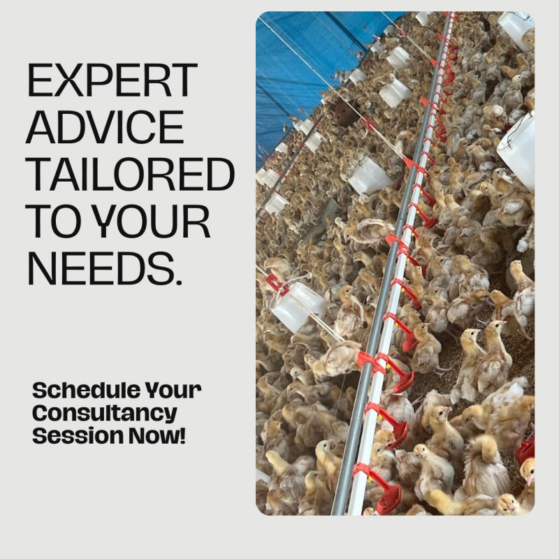 1-hour Poultry Farming Consultancy