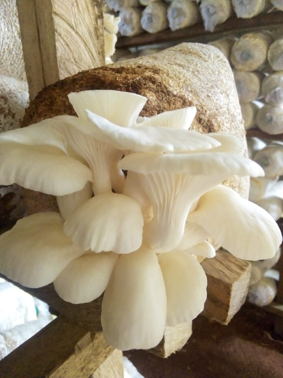 Mushroom Farming Practical Training