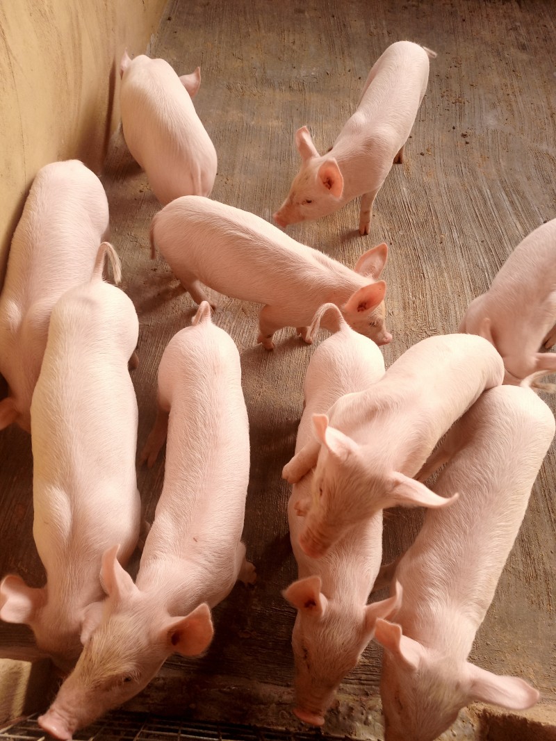 piglets
