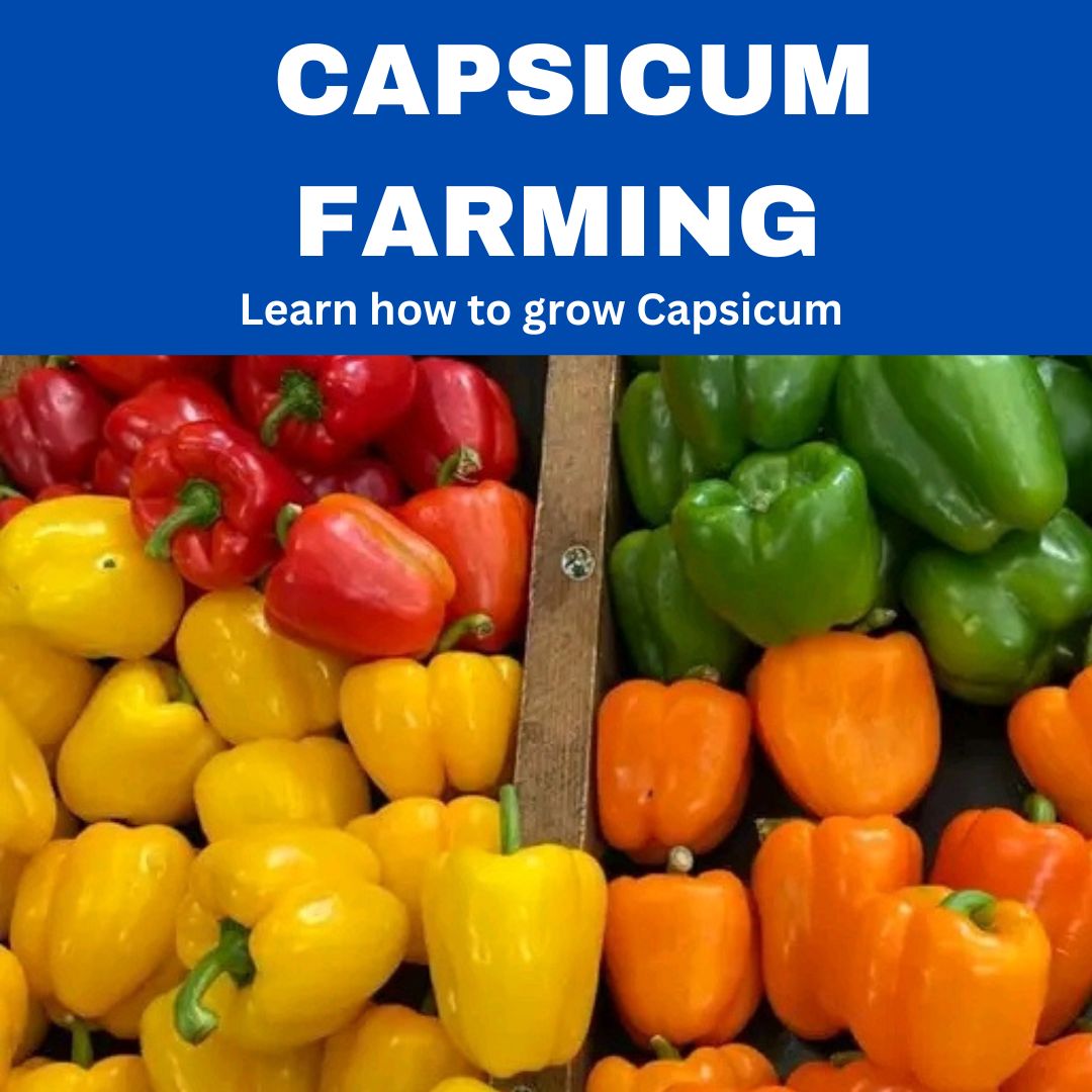 CAPSICUM FARMING BOOK