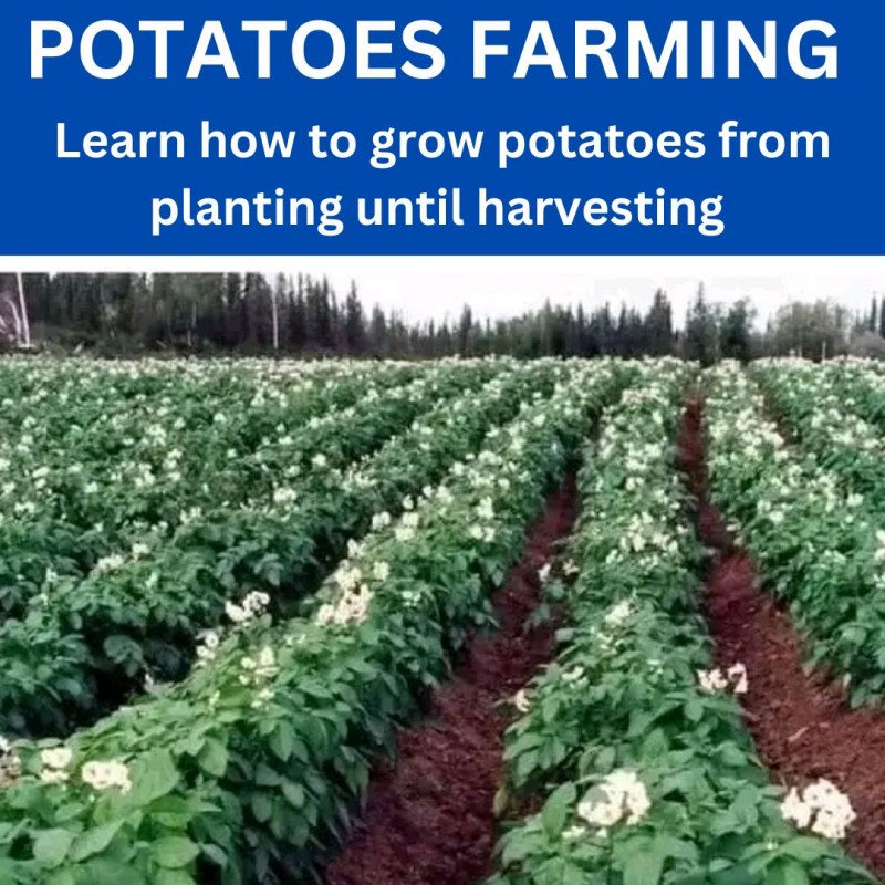 POTATOES FARMING BOOK