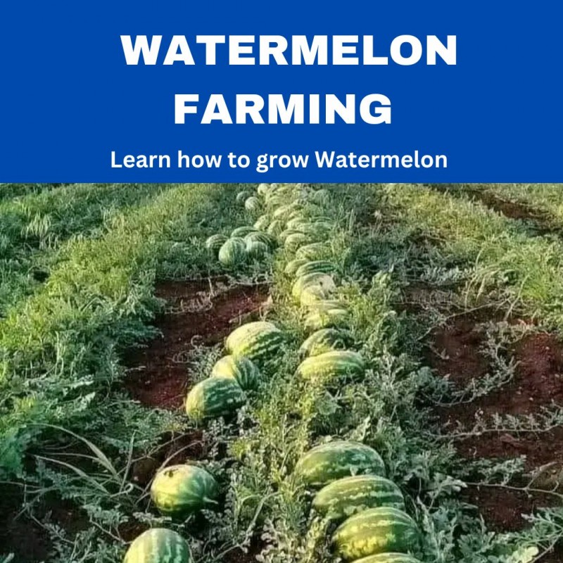 WATERMELON FARMING BOOK