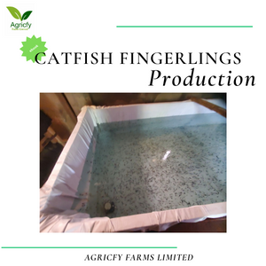 Catfish Fingerlings Production - How To Successfully Hatch Fries