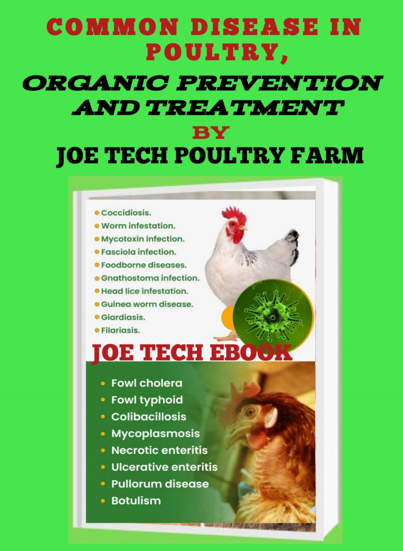 COMMON DISEASE IN POULTRY, ORGANIC PREVENTION AND TREATMENT