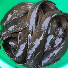 Ultimate guide to catfish production