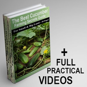 Cucumber Farming Made Easy