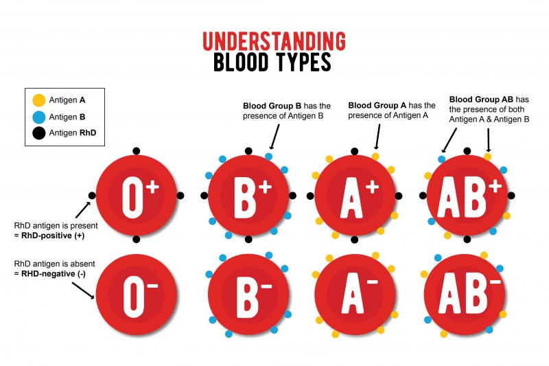 The BLOOD GENOTYPE GROUPS