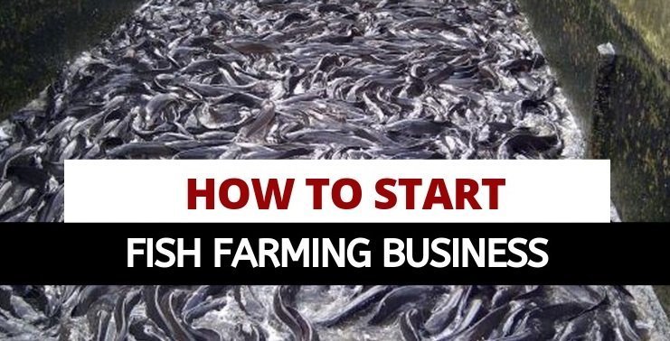 The "Fishing Farming" And "Bee Farming" Business