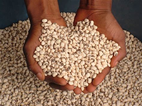 THE NIGERIANS TYPE OF BEANS AND THE DIFFERENT WAYS THEY CAN BE COOKED AND MADE FOR GOOD TASTABLE FOODS
