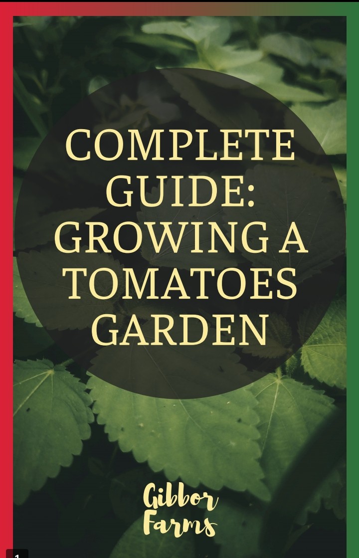 Beginner's guide to tomato farming
