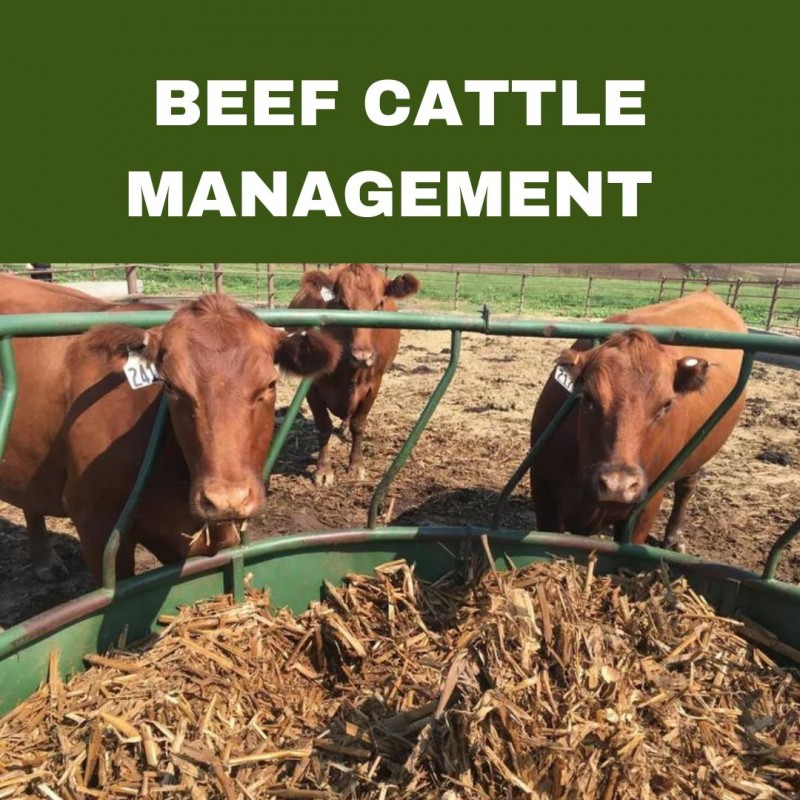 BEEF CATTLE MANAGEMENT