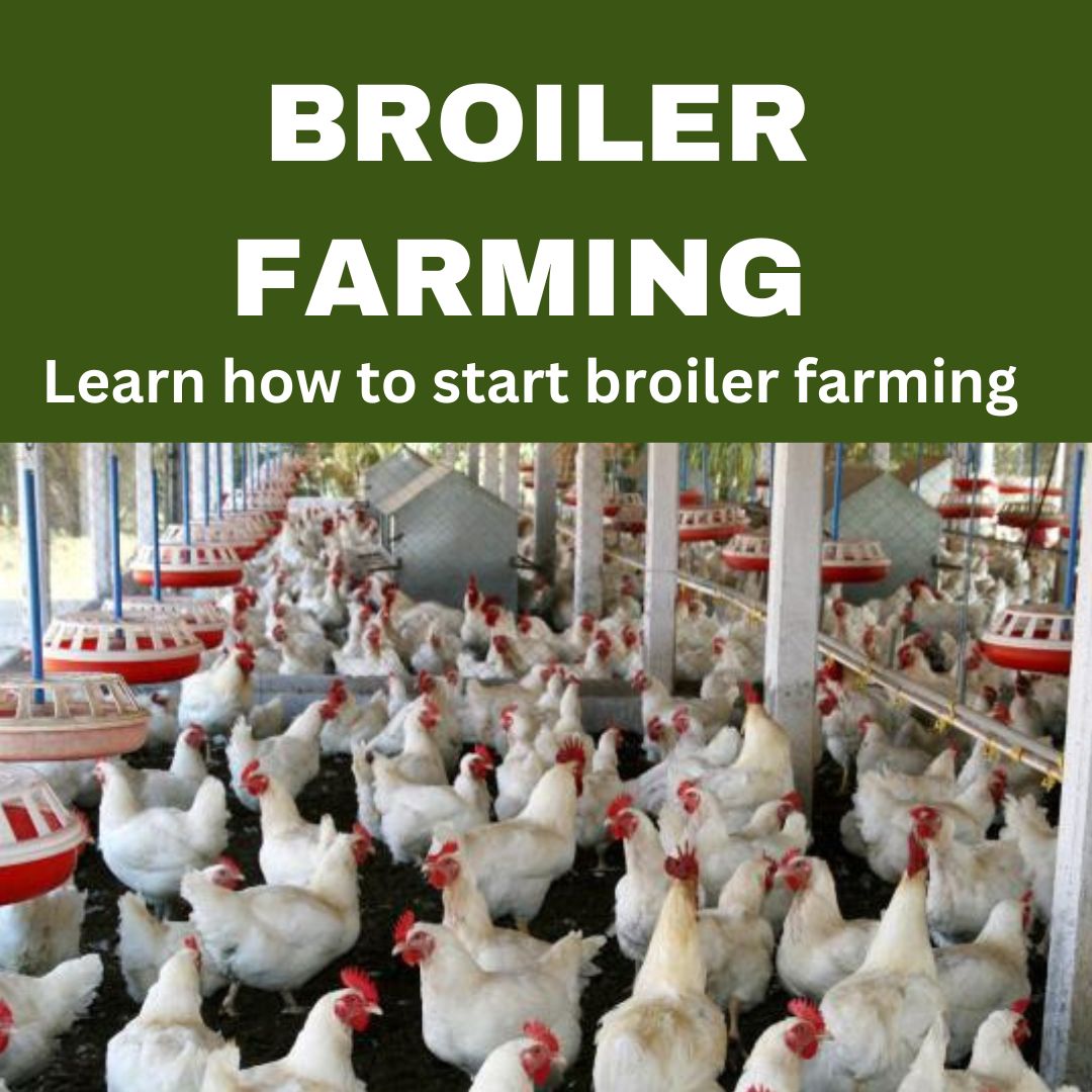 BROILER FARMING