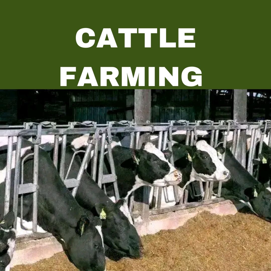 CATTLE FARMING