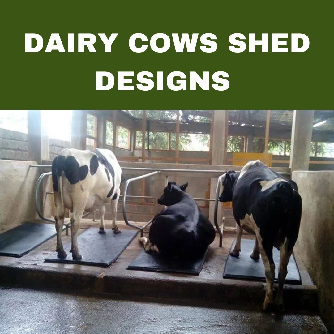 DAIRY COWS SHED DESIGNS