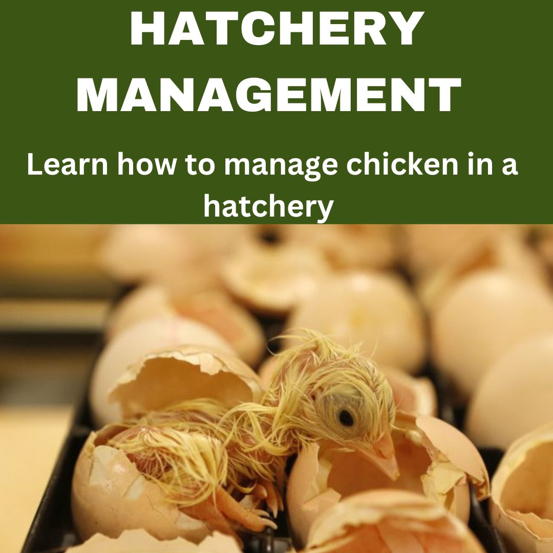 HATCHERY MANAGEMENT
