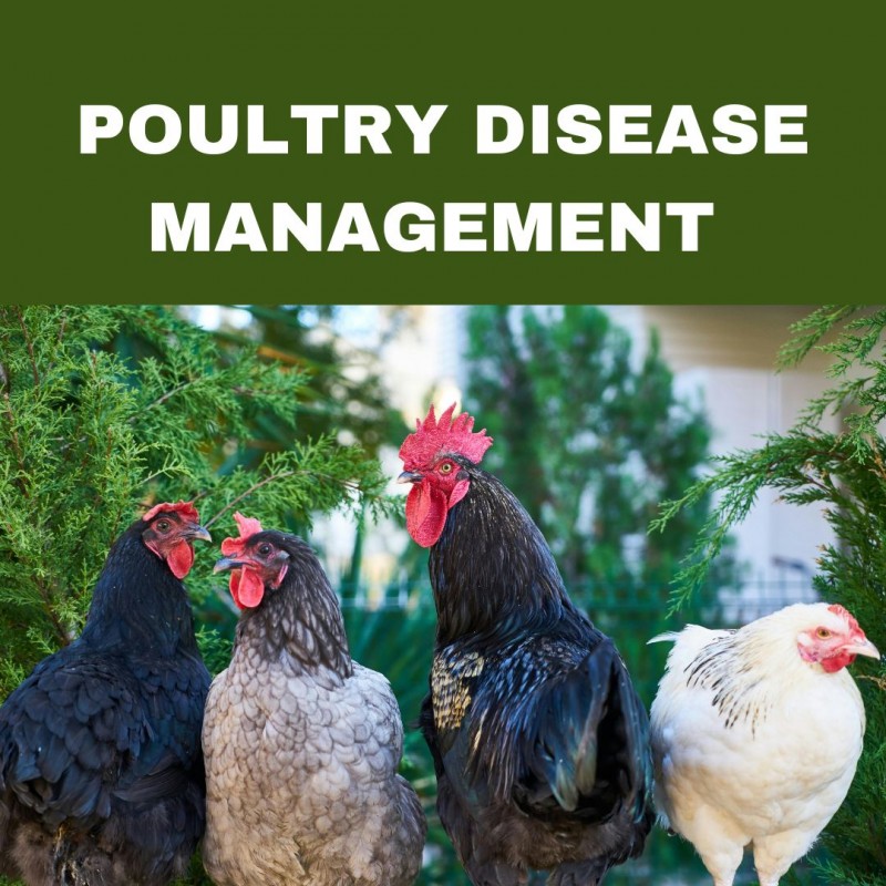 POULTRY DISEASE MANAGEMENT